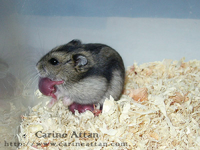 Science: Animals that give birth to their young