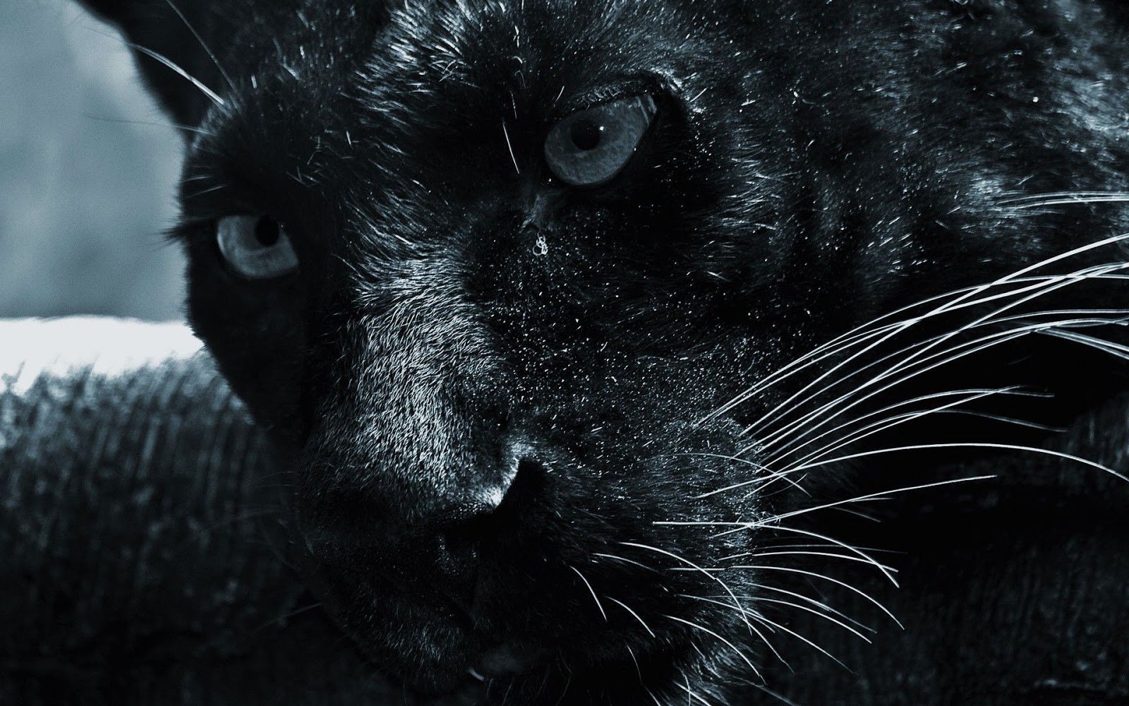 Panther - HD Wallpapers | Earth Blog