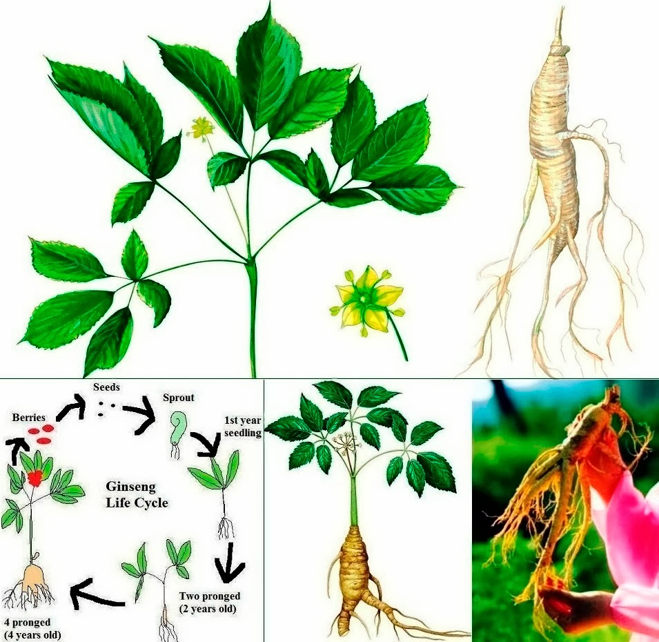 Growing Ginseng to Earn Money