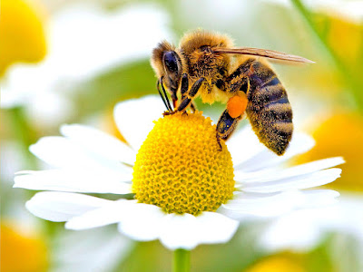 Pesticidi: chiesta conferenza