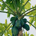 List Benefits Papaya Leaves For Health