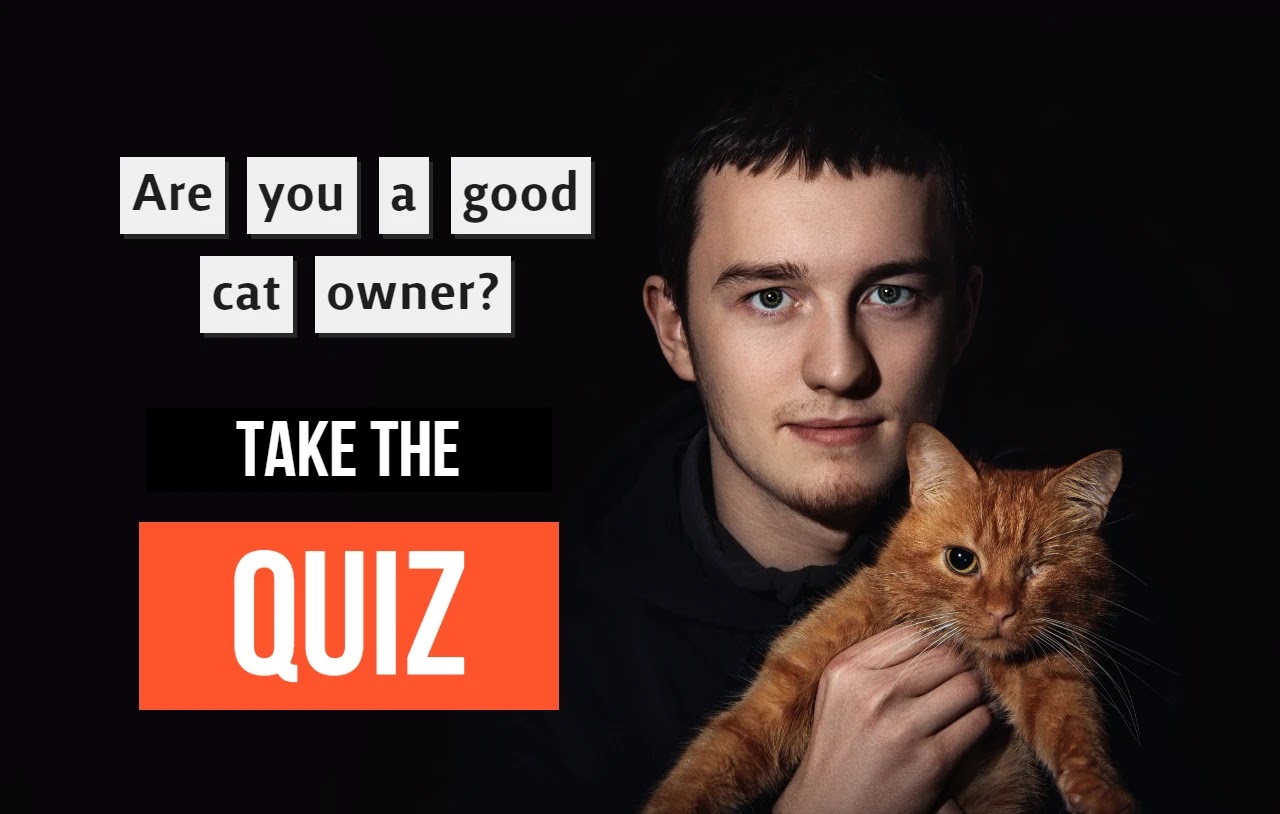 Are you a good cat owner? Cute Healthy Paws