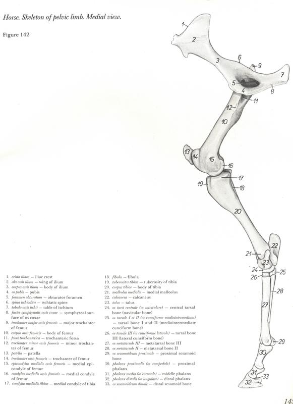 anatomy-horse-pelvic-casco-ossos-bones-anatomia-membros-pélvicos-horse-equino-popesko-livros-pdf-veterinaria-clique-download-descargar-libros-gratuito