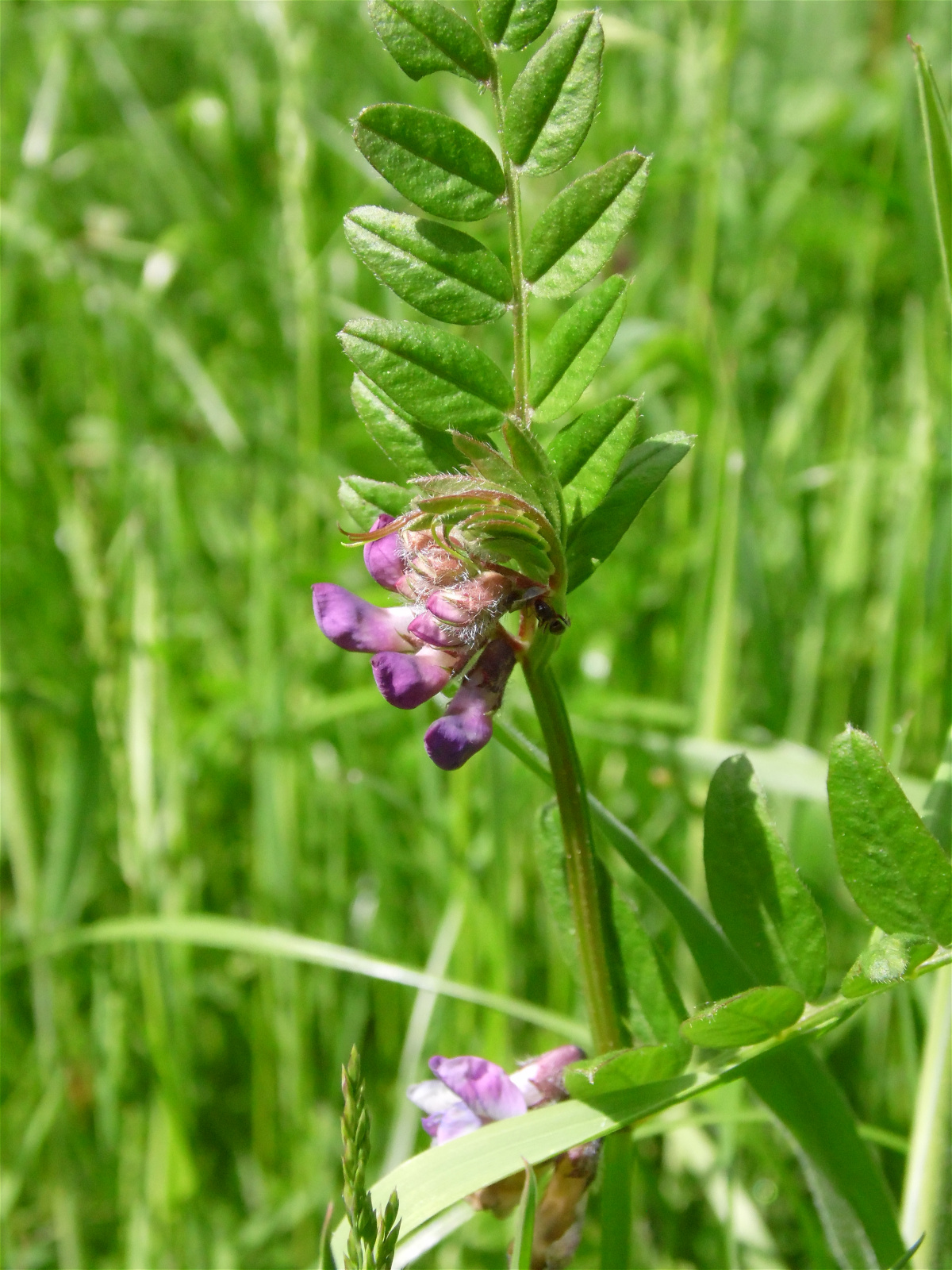 Random Jottings: Peas