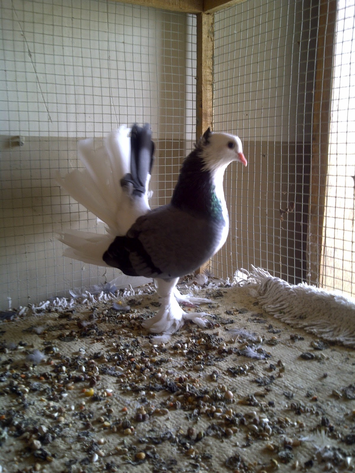 Fancy Pigeons For Sale In Lahore 0333 5550672 Pigeons Photos
