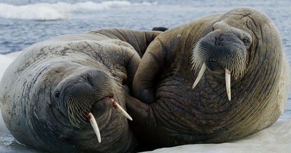Walrus The Most Fascinating Animal In The World The Wildlife