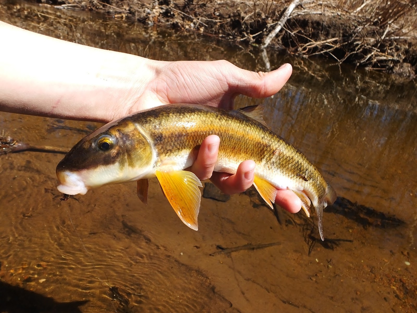 Connecticut Fly Angler Wild Fish