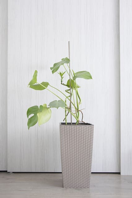 Philodendron hanging plant