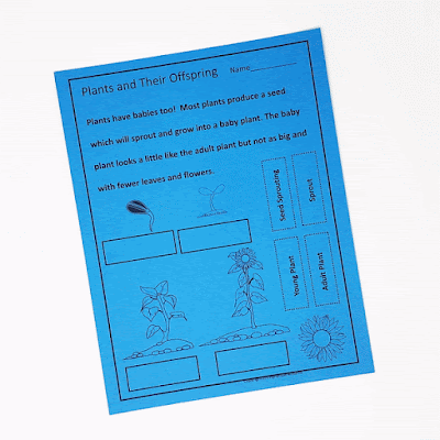 Animals and Their Babies First Grade Unit