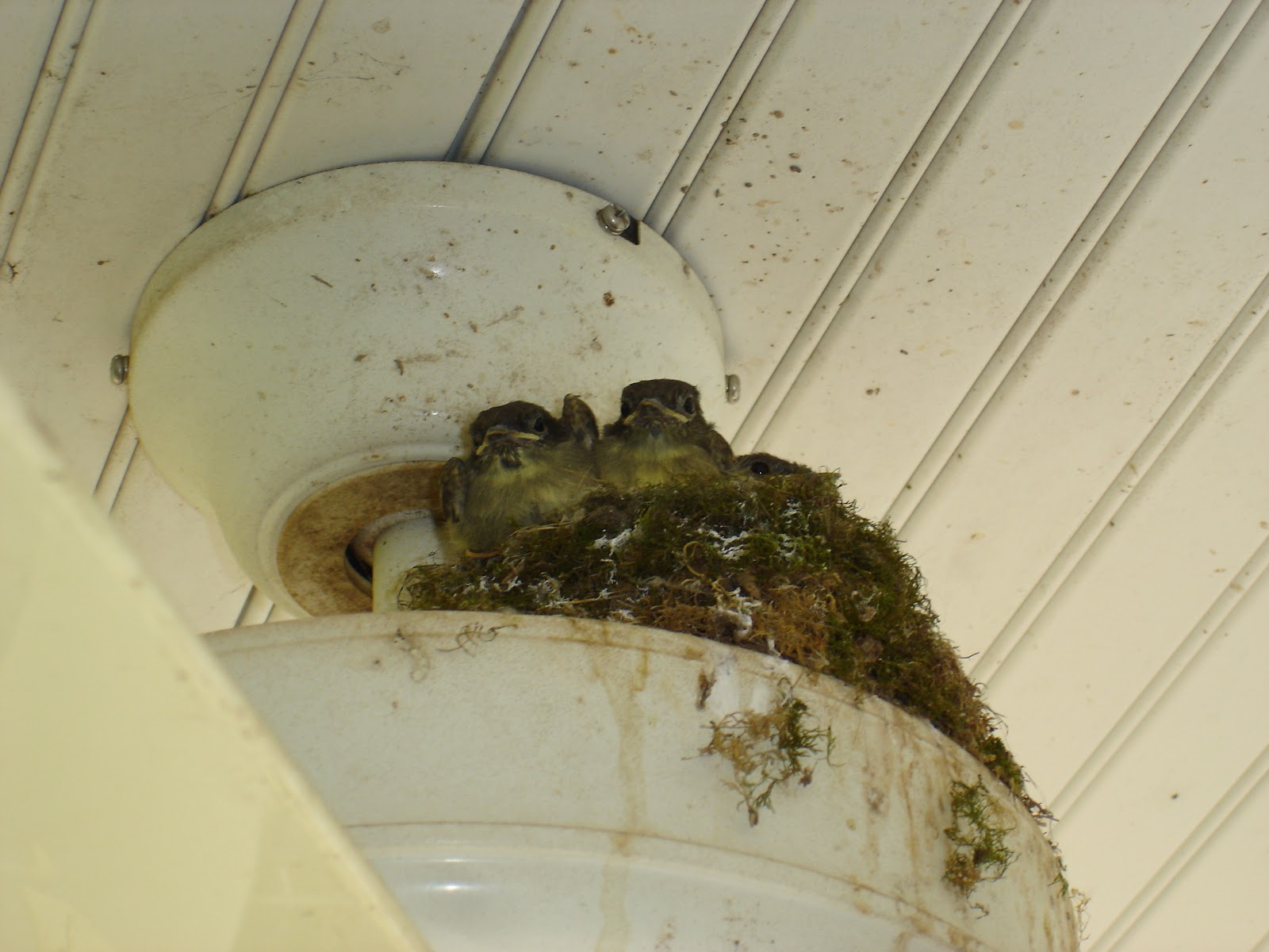 MOVING ON TO THE PAST Messy Porches and Baby Birds