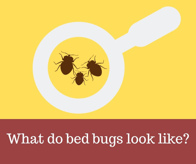 What do bed bugs look like? What do bed bugs look like? Bed Bugs under Magnifying glass.
