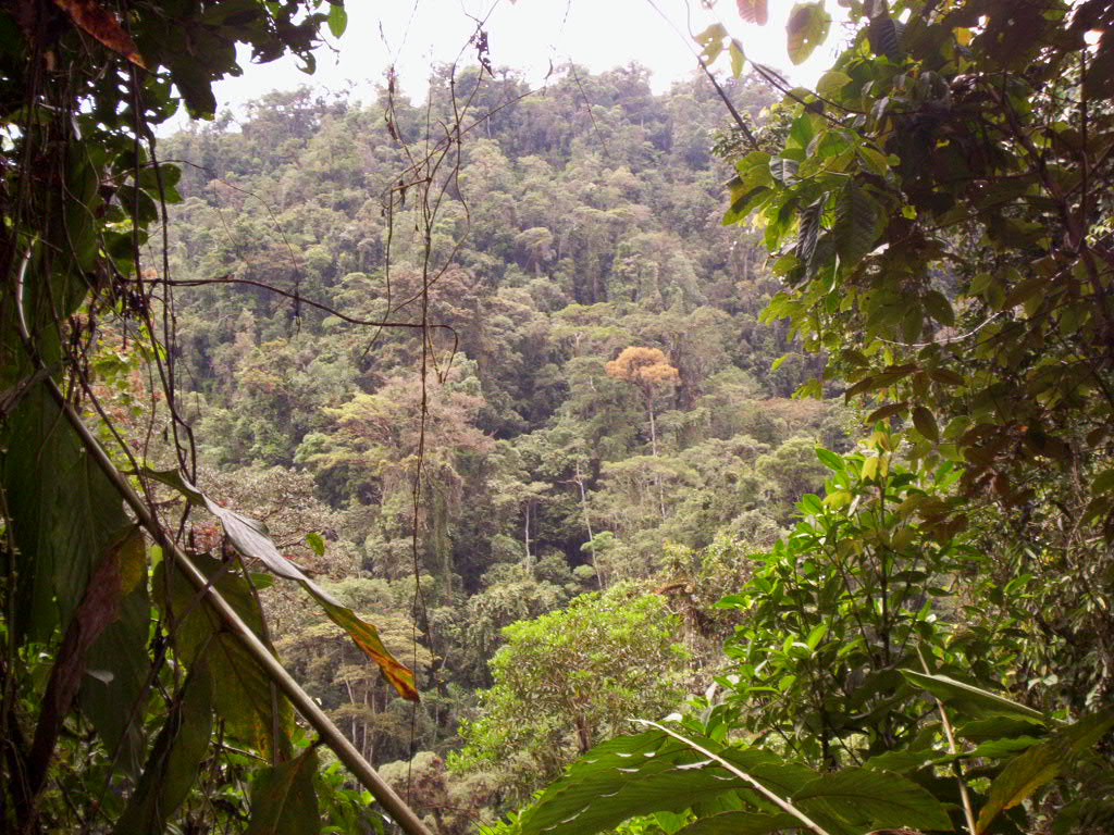 RETORNO AL ORDEN NATURAL