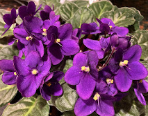 African Violets