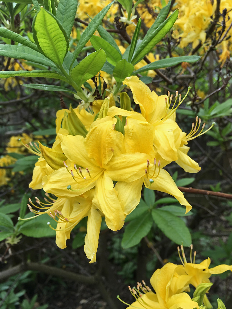 Rhododendron Periclymenoides Pink Azalea Care And Culture