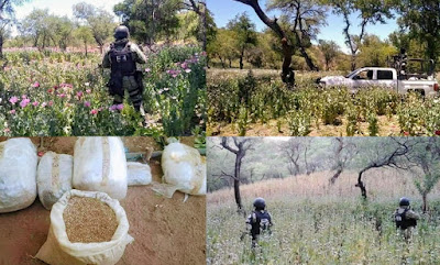 Guardia Nacional ubica y destruye varios plantío de amapola en el Norte de Sonora
