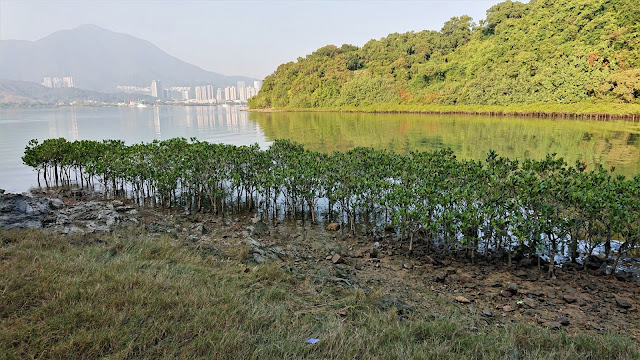 鹿頸吊燈籠徑，沙頭角海