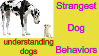 Strangest Dog Behaviors Australian Cat Breeds