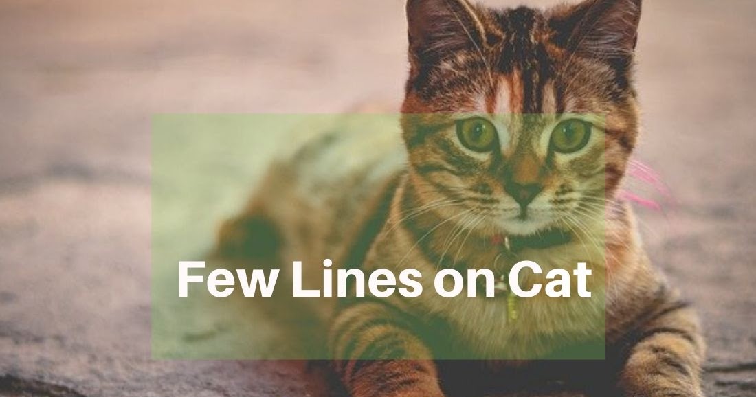 Few Lines on Cat Five Lines on Cat