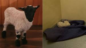 Lost lamb spends the night in Irish jail celle|interesting news of the day| Lost lamb spends the night in Irish jail celle|interesting news of the day|
