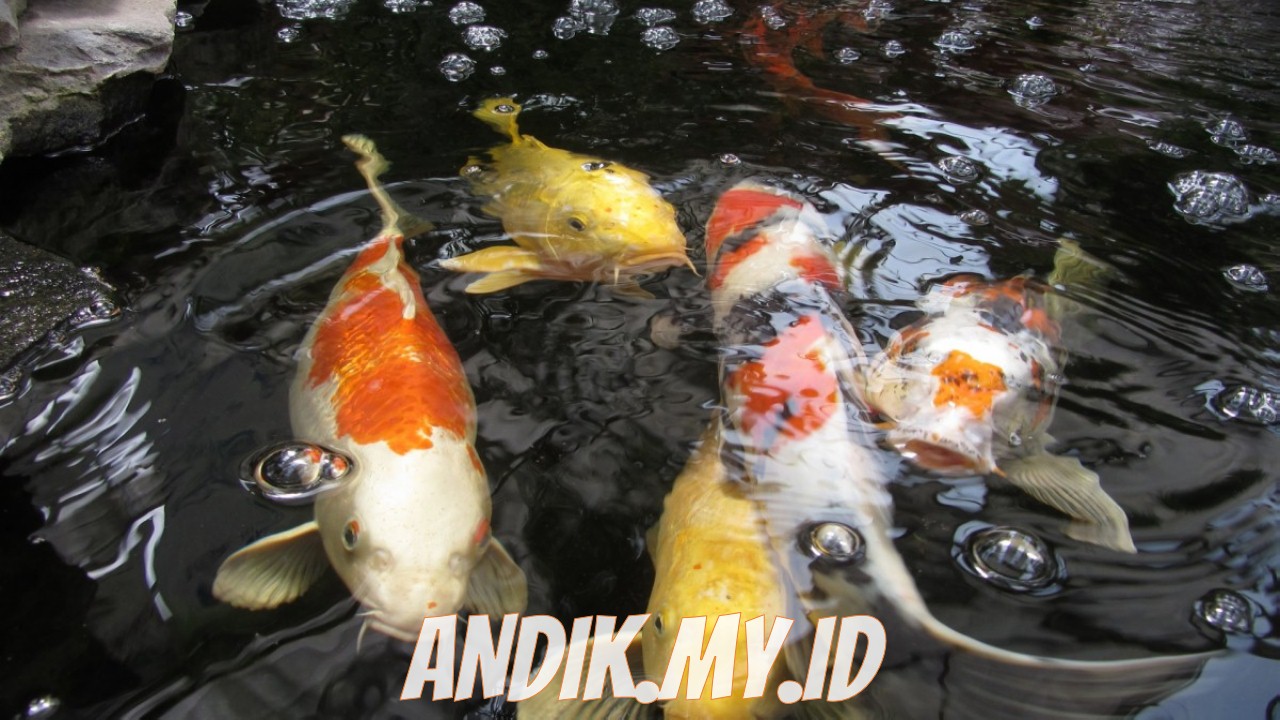 6 Cara Budidaya Ikan Hias Air Tawar Di Aquarium Dan Kolam Andik My Id