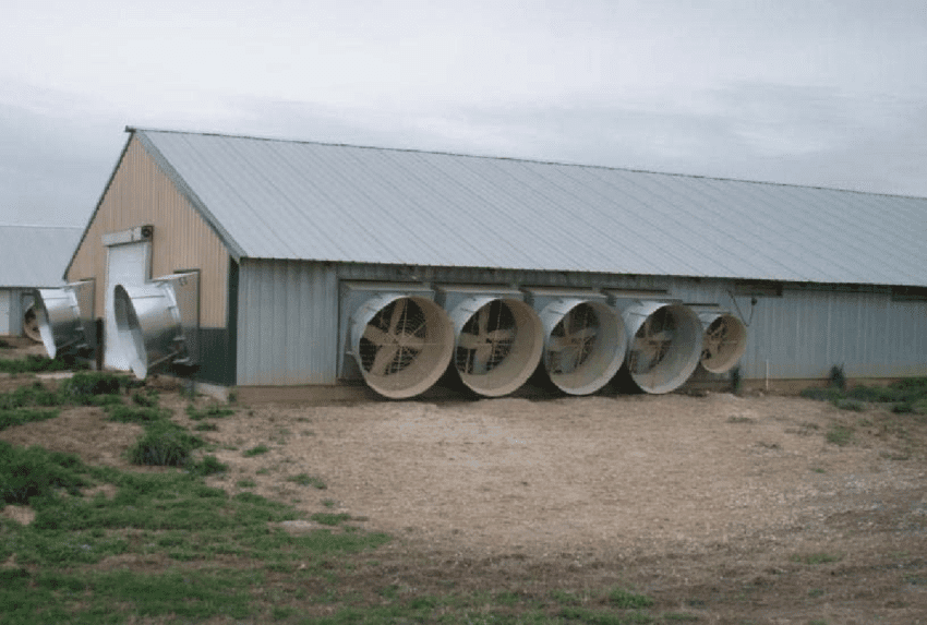 6 Primary considerations for building a poultry house