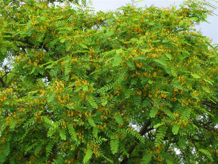 Η ΤΕΧΝΗ ΤΟΥ ΚΗΠΟΥ