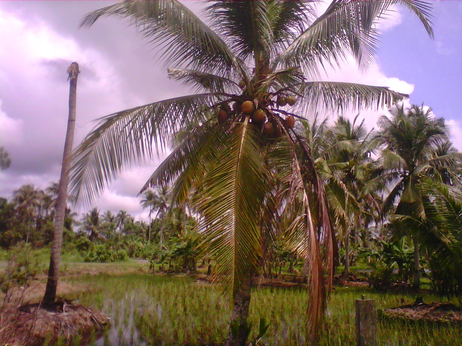 Cara Mengatasi Rambut Rontok Dengan Air Kelapa | CARA MENGOBATI