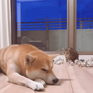 1.GIF