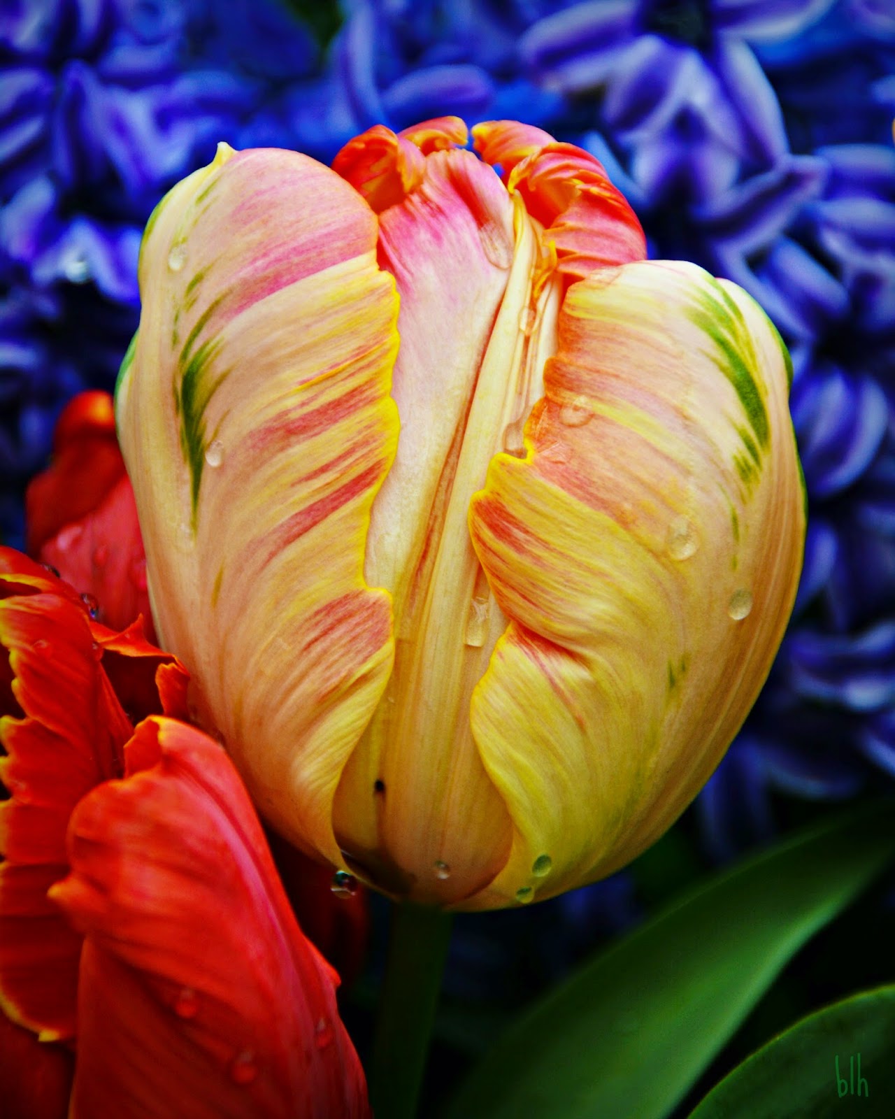 Commonplace Beauty Photography: Saturated in Spring Color…