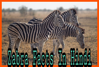 Zebra animal in hindi