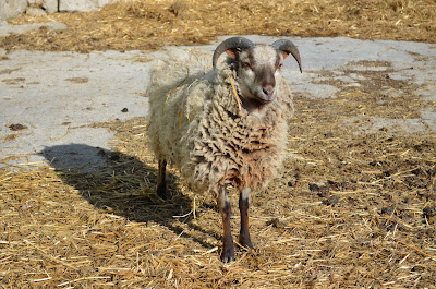 Buddy (Photo by Trisha Field)