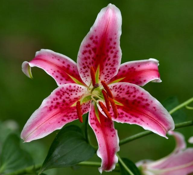 อันดับหนึ่ง 102+ ภาพพื้นหลัง ดอกลิลลี่สีส้ม ความหมาย ความละเอียด 2k, 4k อันดับหนึ่ง 102+ ภาพพื้นหลัง ดอกลิลลี่สีส้ม ความหมาย ความละเอียด 2k, 4k