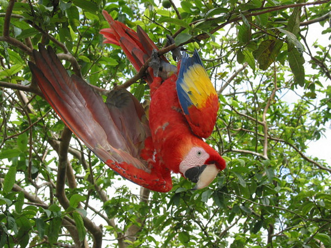 Cocos Island Costa Rica 7