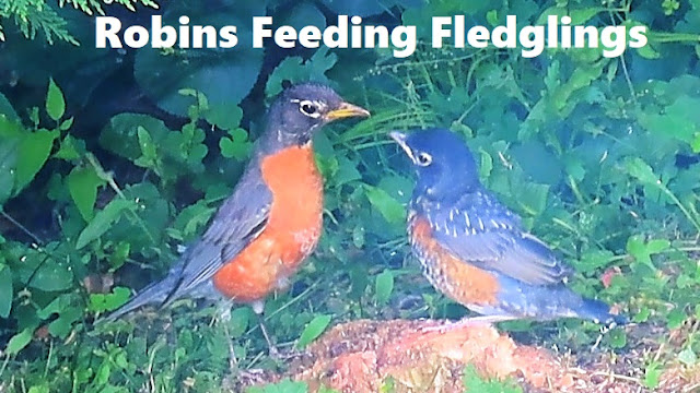 American Robin Parents Feeding Fledglings