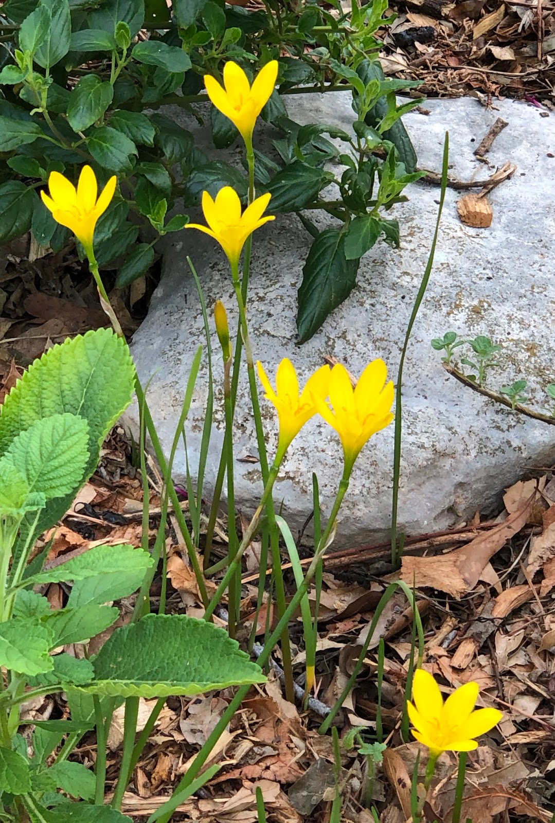 It's Fall Bulb Season in Texas Garden Bloggers' Bloom Day, September 2019