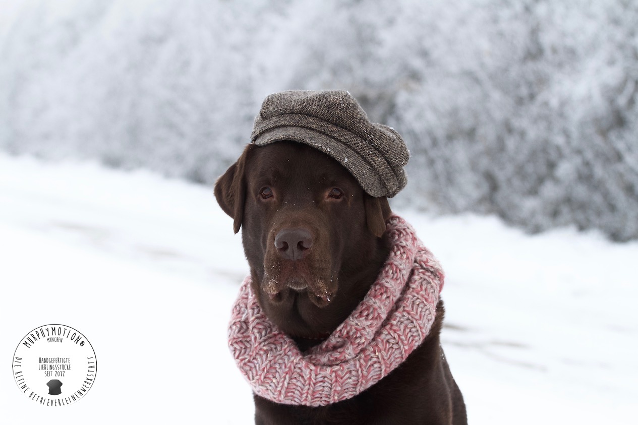 MurP(hi)nos Paw Kalter Winter in München
