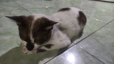 Cara Mengatasi Kucing Sakit Yang Tidak Mau Makan