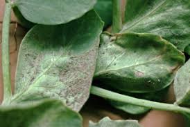 Downy mildew (Pernospora pisi)