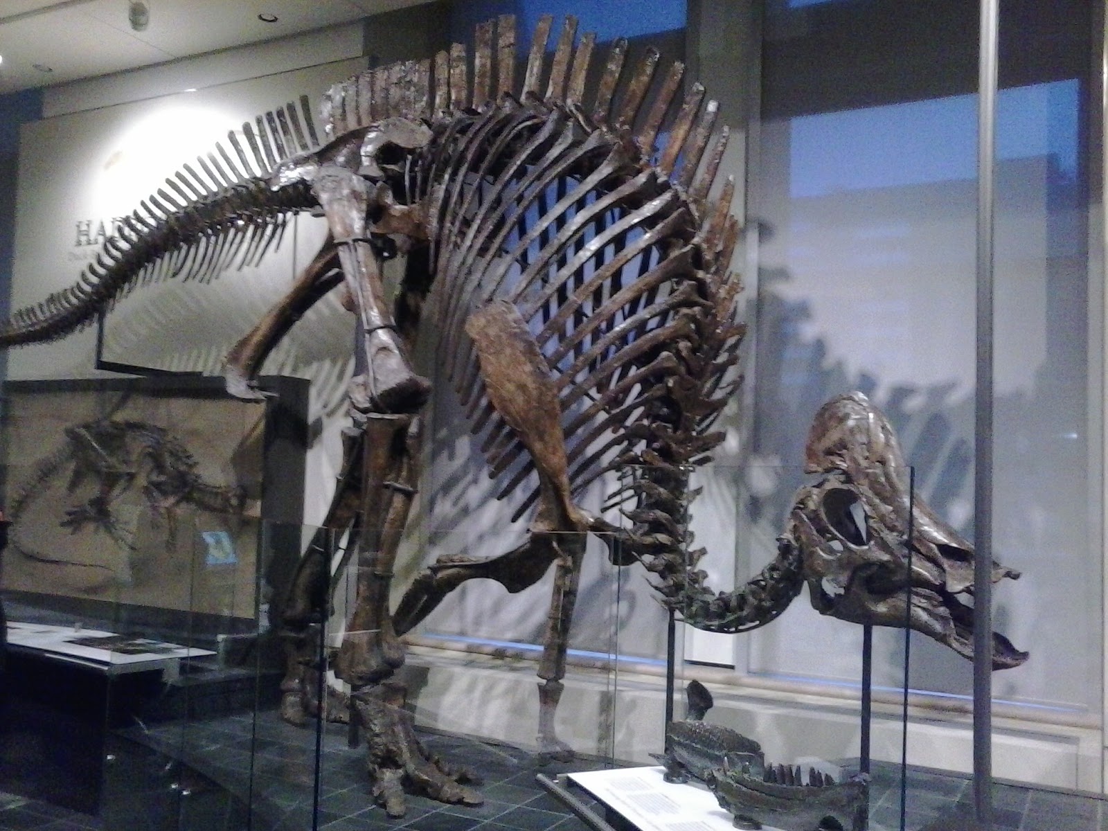 Ottawa Daily Photo Fossil Gallery Displays