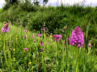 French Village Diaries covid-19 confinement day fifty-four wild flowers