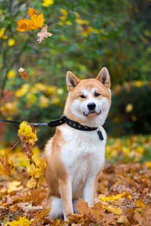 اسعار الكلاب في السعودية والرياض وجده موسوعة عالم الحيوانات