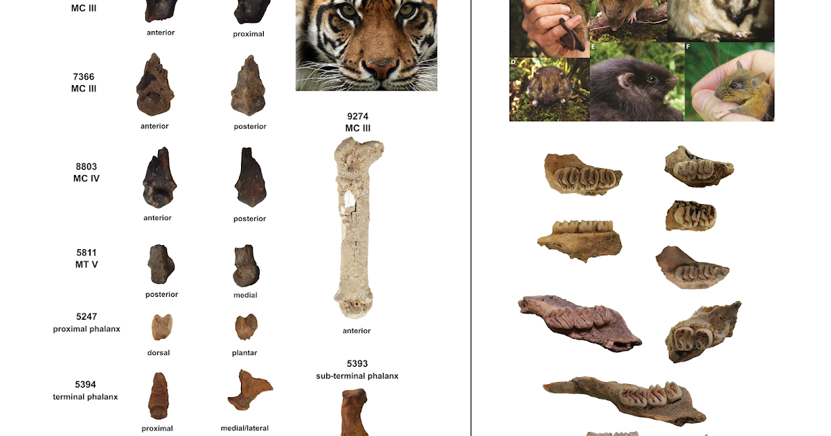 Updates on zooarchaeology