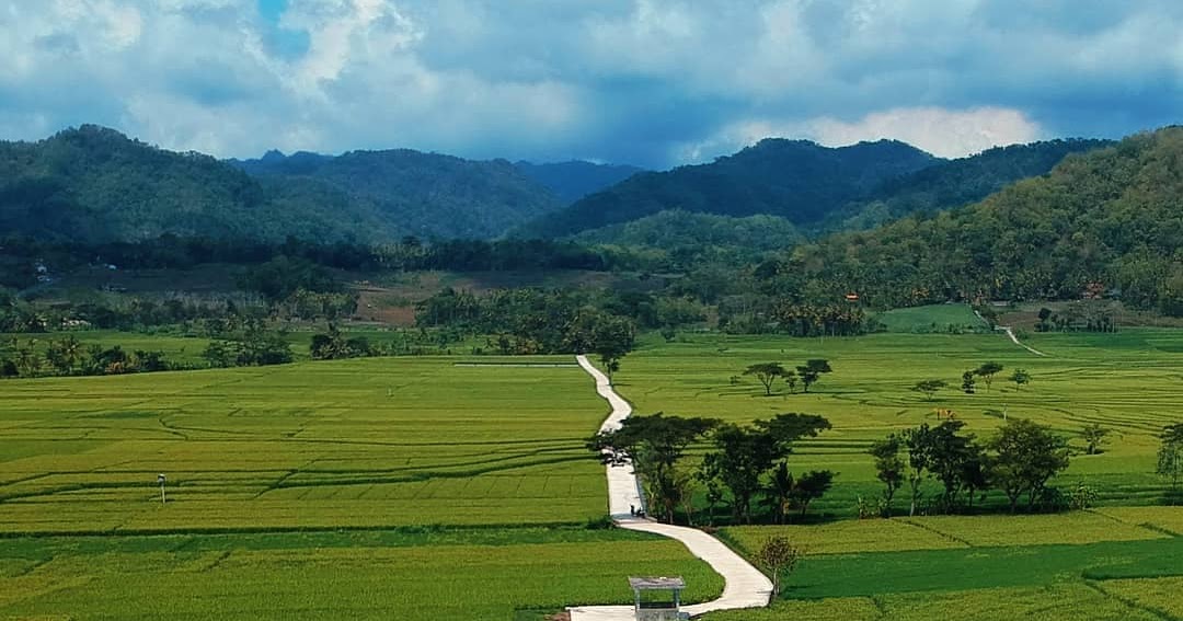 Lokasi Wisata Hamparan Sawah yang berada di Kulon Progo