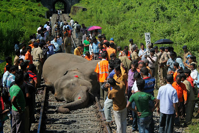 India:Express train kills 40th elephant in less than 10 years as calls are made to restrict speed limits on the notorious stretch of line