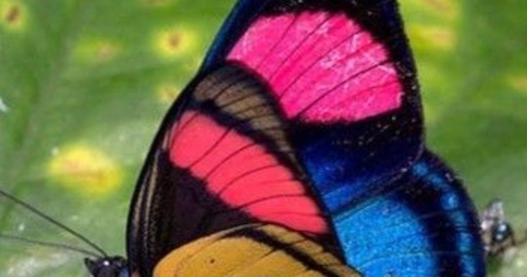 el blog de josé antonio del pozo DIME, MARIPOSA