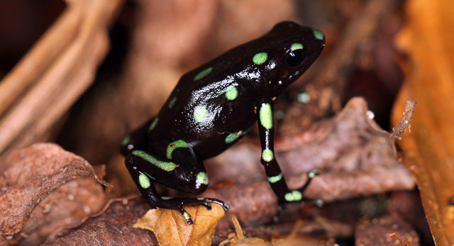 Beracun katak Gambar katak