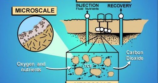 Berikut Ini Adalah Hasil Pengembangan Bioteknologi Hasil Bioteknologi Yang Dimanfaatkan Dibidang Pertanian Dan Lingkungan Berturut Turut Adalah Blog Pak Pandani