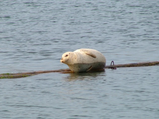 fat seal with bath tub ring at Oak Harbor
