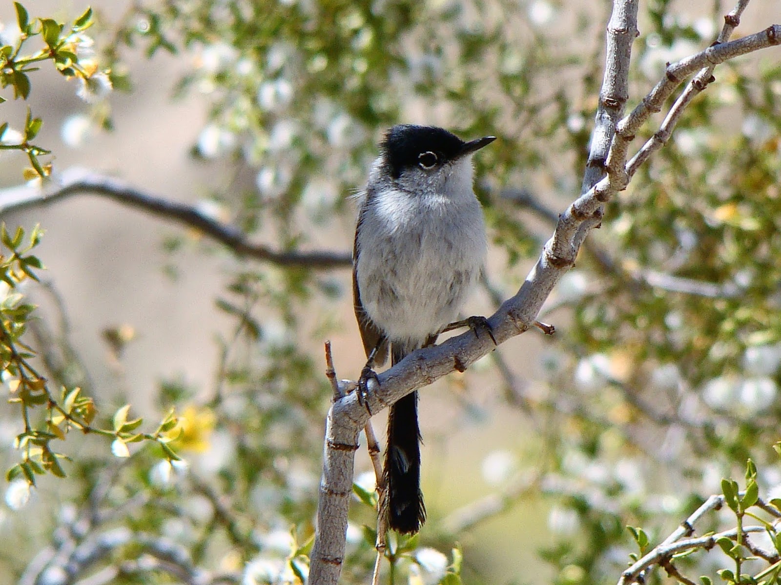 Geotripper's California Birds Out of the Archives Blacktailed