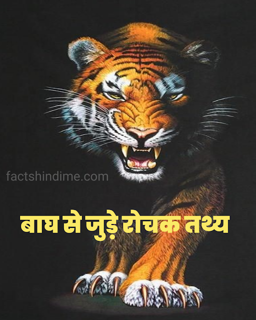 बाघ के बारे में रोचक तथ्य और जानकारी || interesting facts about Tiger in hindi 2021